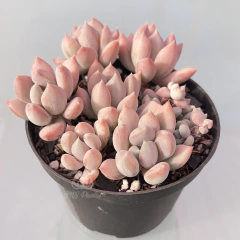 pachyveria-draco
