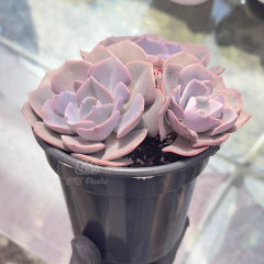 echeveria-dust-rose