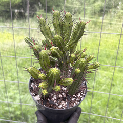 euphorbia-enopla
