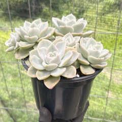 graptoveria-fantome