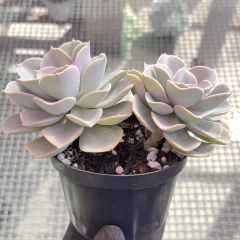 echeveria-x-funkii