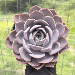 echeveria-garoto