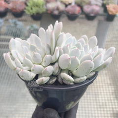 echeveria-biante