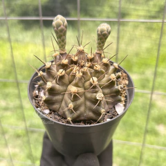gymnocalycium-mihanovichii