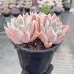 graptoveria
