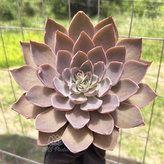 echeveria-hibrida