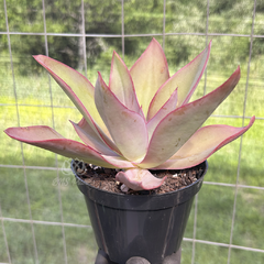 BNS Plantas - Suculentas e Cactos