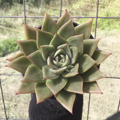 echeveria-max