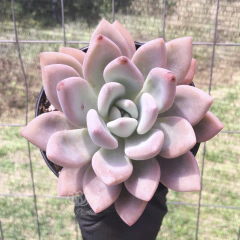 graptoveria-opalina