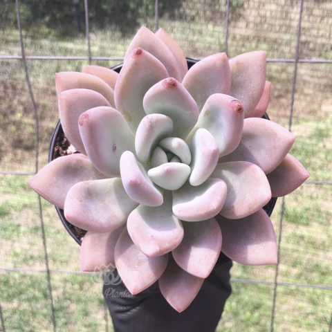 graptoveria-opalina