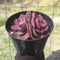 echeveria-orion-x-painted