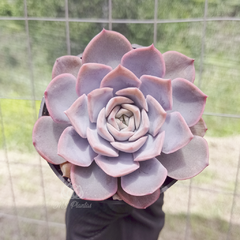 echeveria-orion