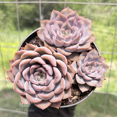 echeveria-orion