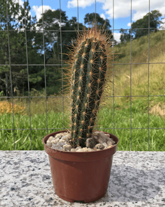cacto-pilosocereus-zehntnerii 