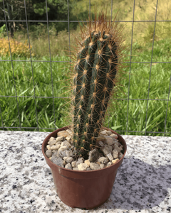 cacto-pilosocereus-zehntnerii 