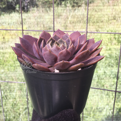 echeveria-pluto