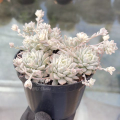 echeveria-prolifica-variegata