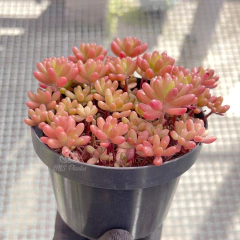 sedum-rubrotinctum