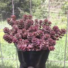 sedum-spurium-voodoo