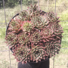 sempervivum-calcareum