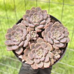echeveria-tinkerbell