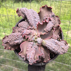 echeveria-gibbiflora-thanos