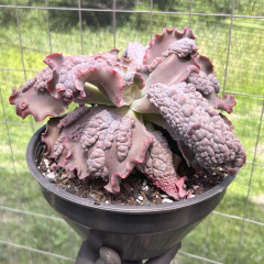 echeveria-gibbiflora-thanos