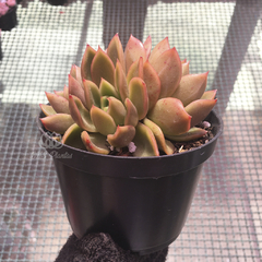 echeveria-gilva-bronze