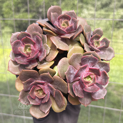 echeveria-zesta