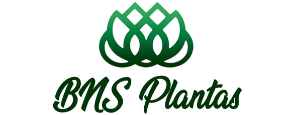 BNS Plantas - Suculentas e Cactos