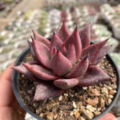 Echeveria agavoides red leaf na internet