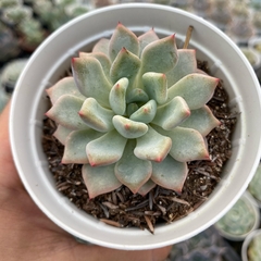 Echeveria violet magic - comprar online