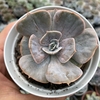 Echeveria pollux - comprar online