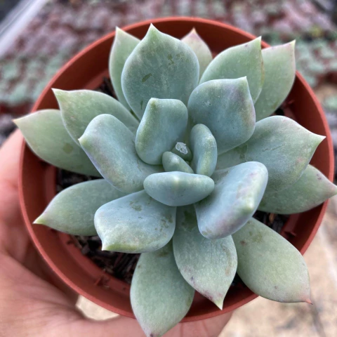 Echeveria corvus - comprar online