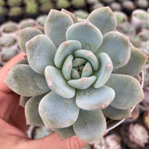 Echeveria monroe - comprar online