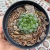 Haworthia cooperi dielsiana