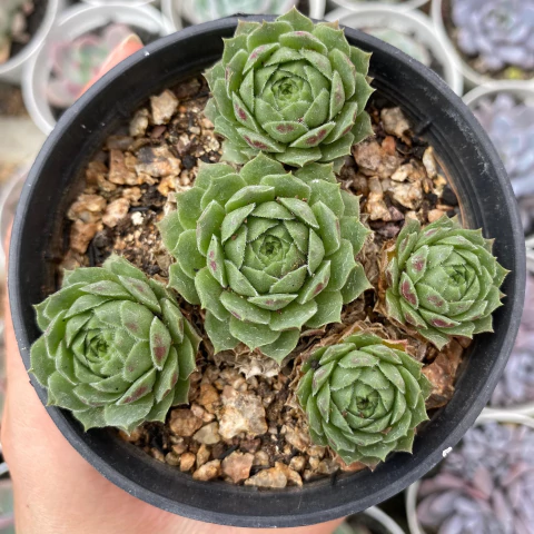 Sempervivum more honey - comprar online