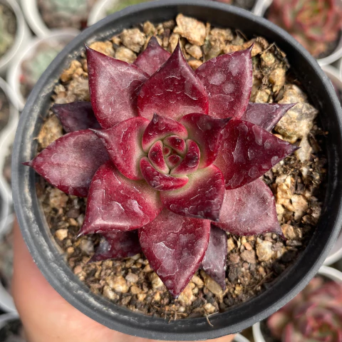 Echeveria agavoides romeo rubin - comprar online