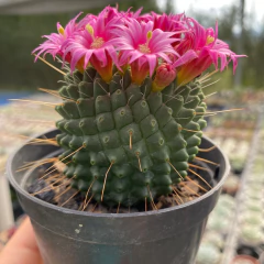 Mammillaria pico na internet