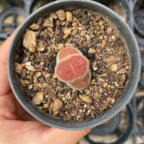 Lithops karasmontana mickbergensis - comprar online