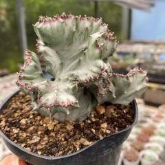 Euphorbia lactea cristata variegata na internet