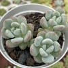 Echeveria cute peach - comprar online