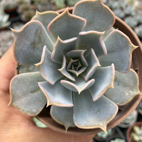 Echeveria lilacina - comprar online