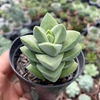 Crassula moonglow - comprar online