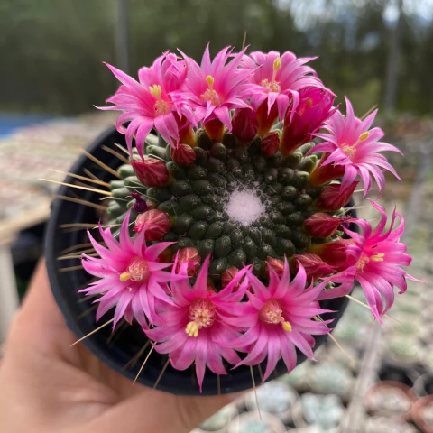 Mammillaria pico - comprar online