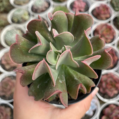Echeveria dark vader - comprar online