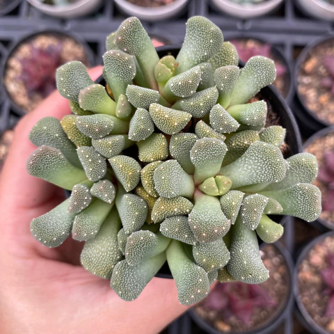 Aloinopsis villetti - comprar online