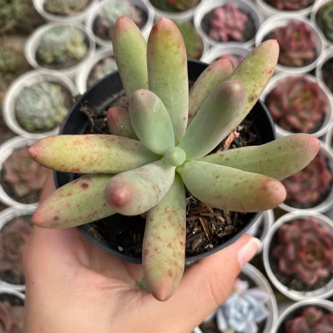 Pachyphytum fittkaui - comprar online