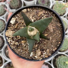 Ariocarpus trigonus - comprar online