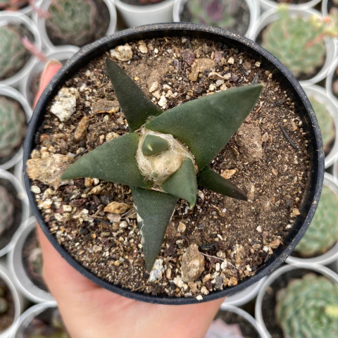 Ariocarpus trigonus - comprar online